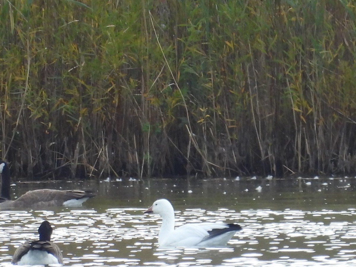 Snow Goose - ML644090417