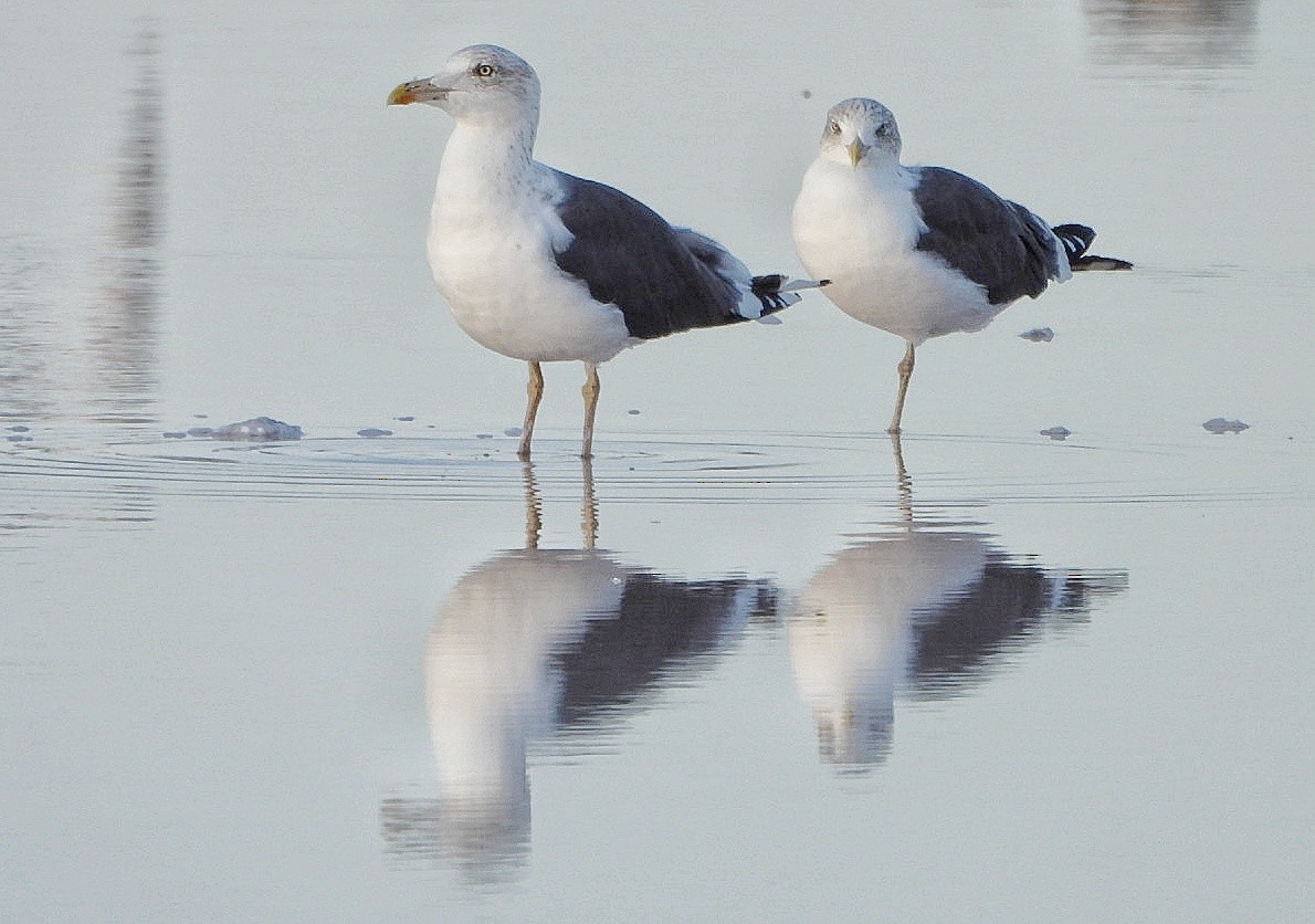 Lesser Black-backed Gull - ML644090434