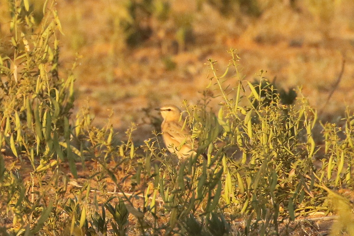 isabellasteinskvett - ML644090461