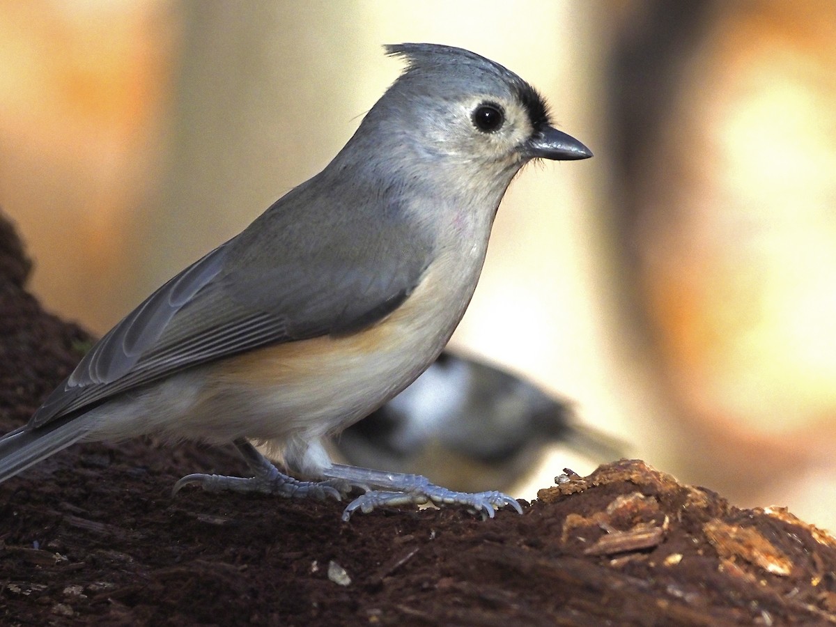 Tufted Titmouse - ML644090470