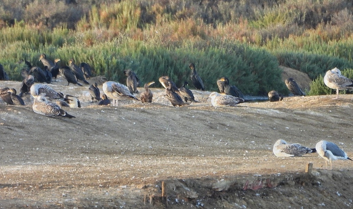 Great Cormorant - ML644090473