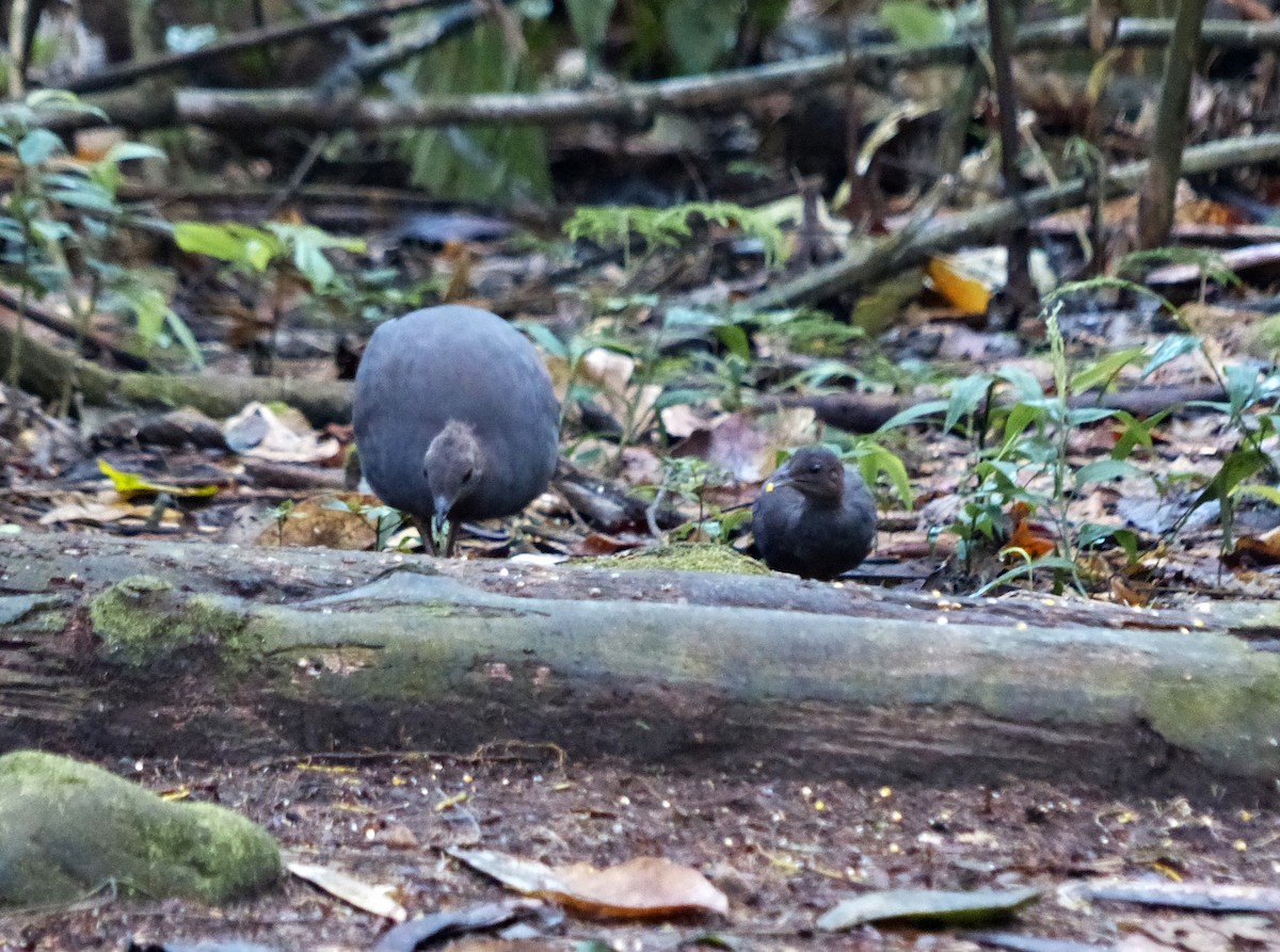 Cinereous Tinamou - ML644090475