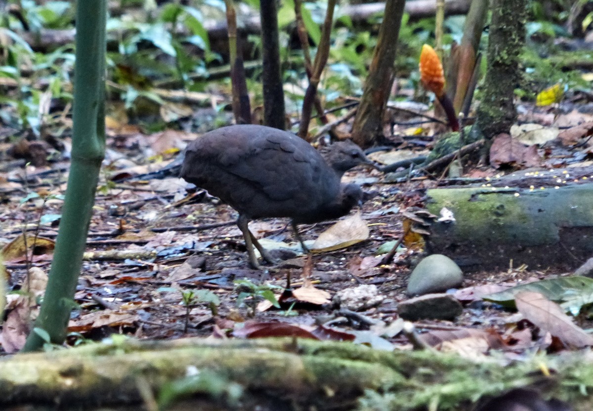 Cinereous Tinamou - ML644090476