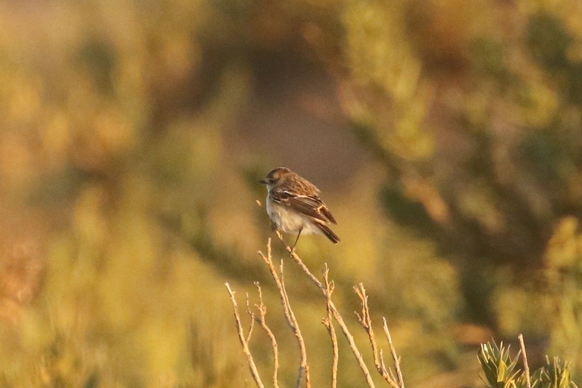 russesvartstrupe - ML644090478