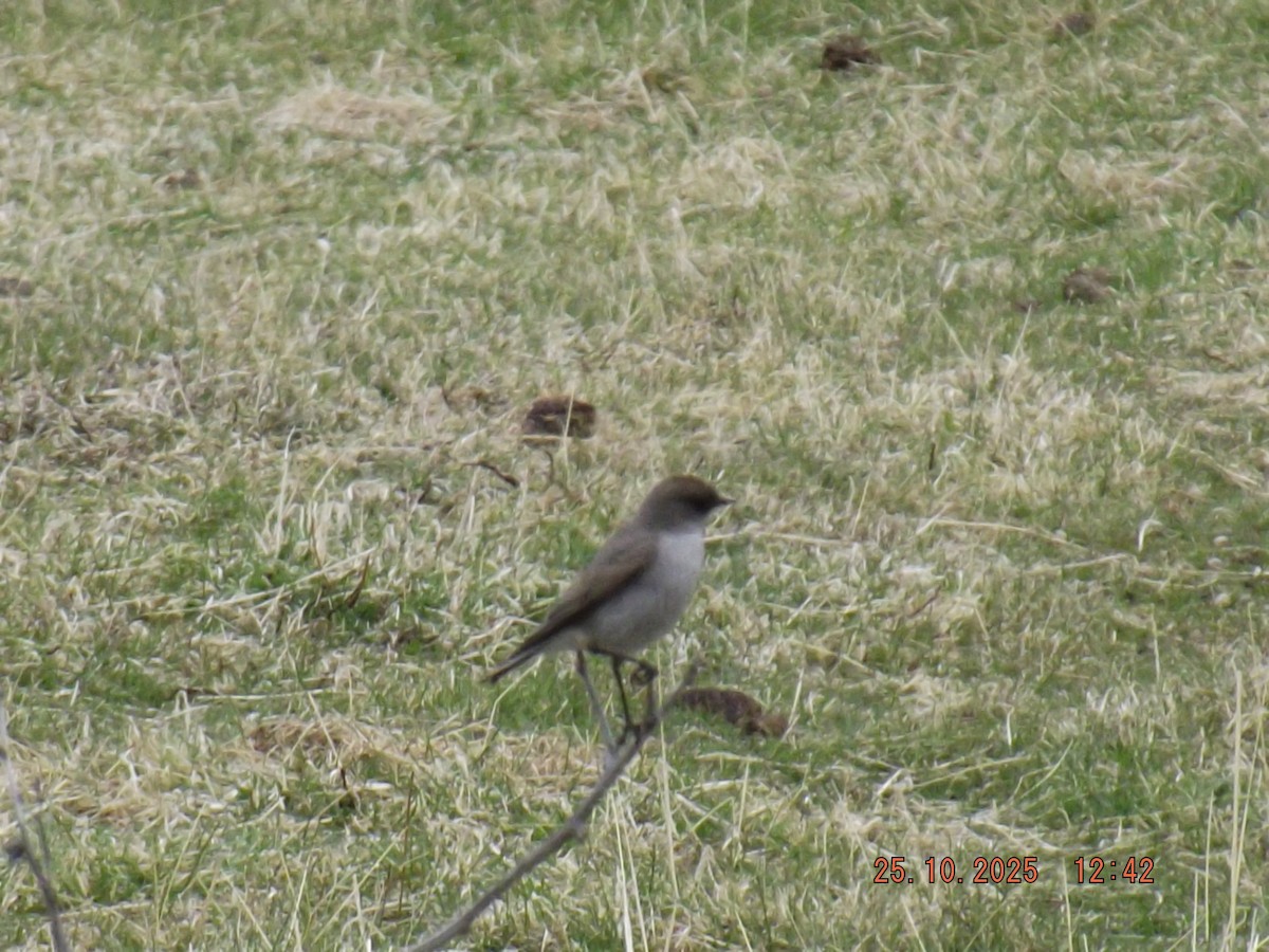 Dark-faced Ground-Tyrant - ML644090480