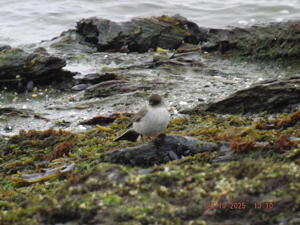 Dark-faced Ground-Tyrant - ML644090481