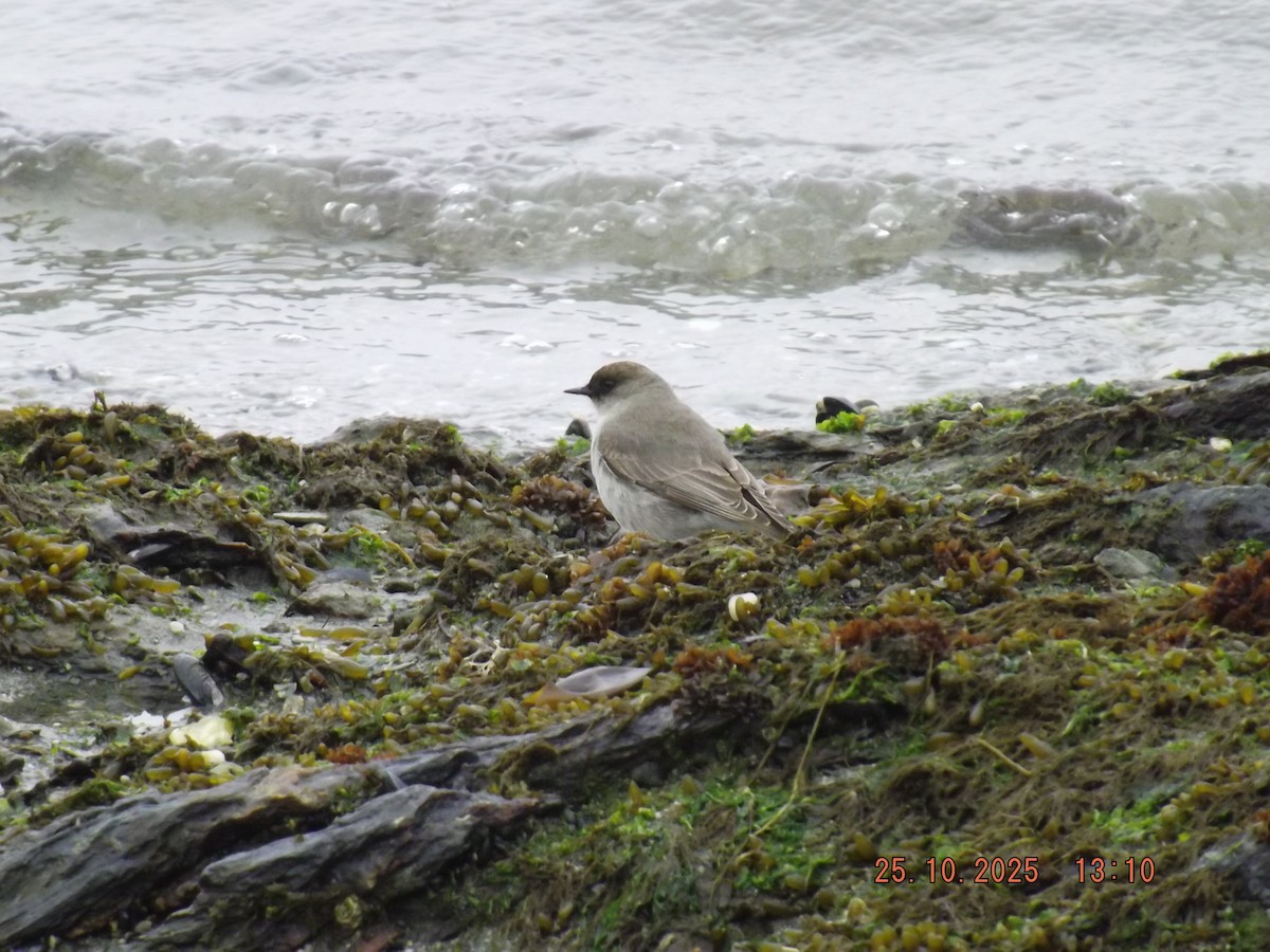 Dark-faced Ground-Tyrant - ML644090482
