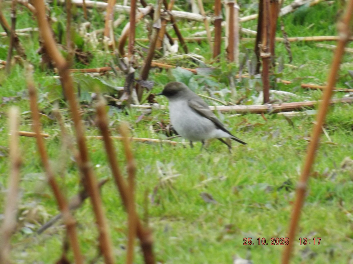 Dark-faced Ground-Tyrant - ML644090483