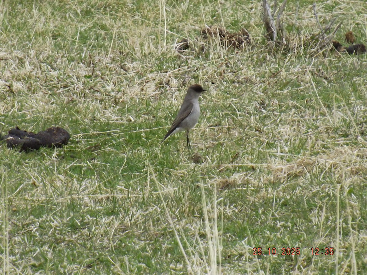 Dark-faced Ground-Tyrant - ML644090484