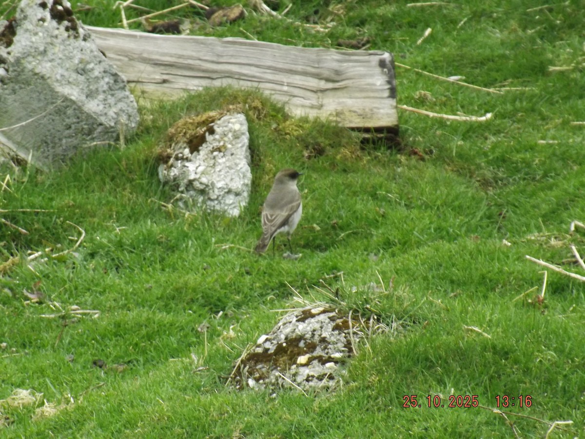 Dark-faced Ground-Tyrant - ML644090485