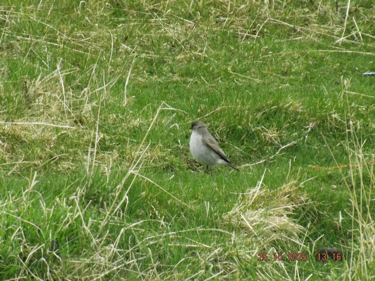 Dark-faced Ground-Tyrant - ML644090486