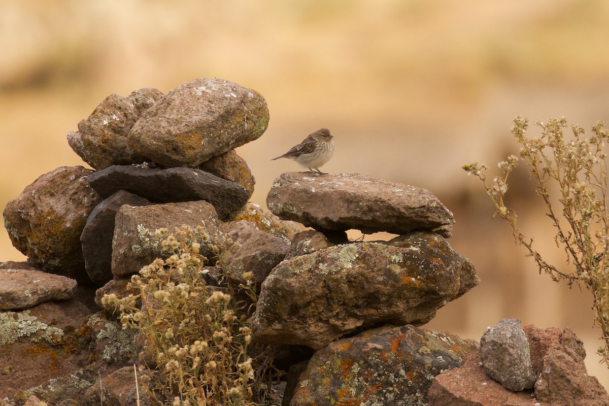 Plumbeous Sierra Finch - ML644090489