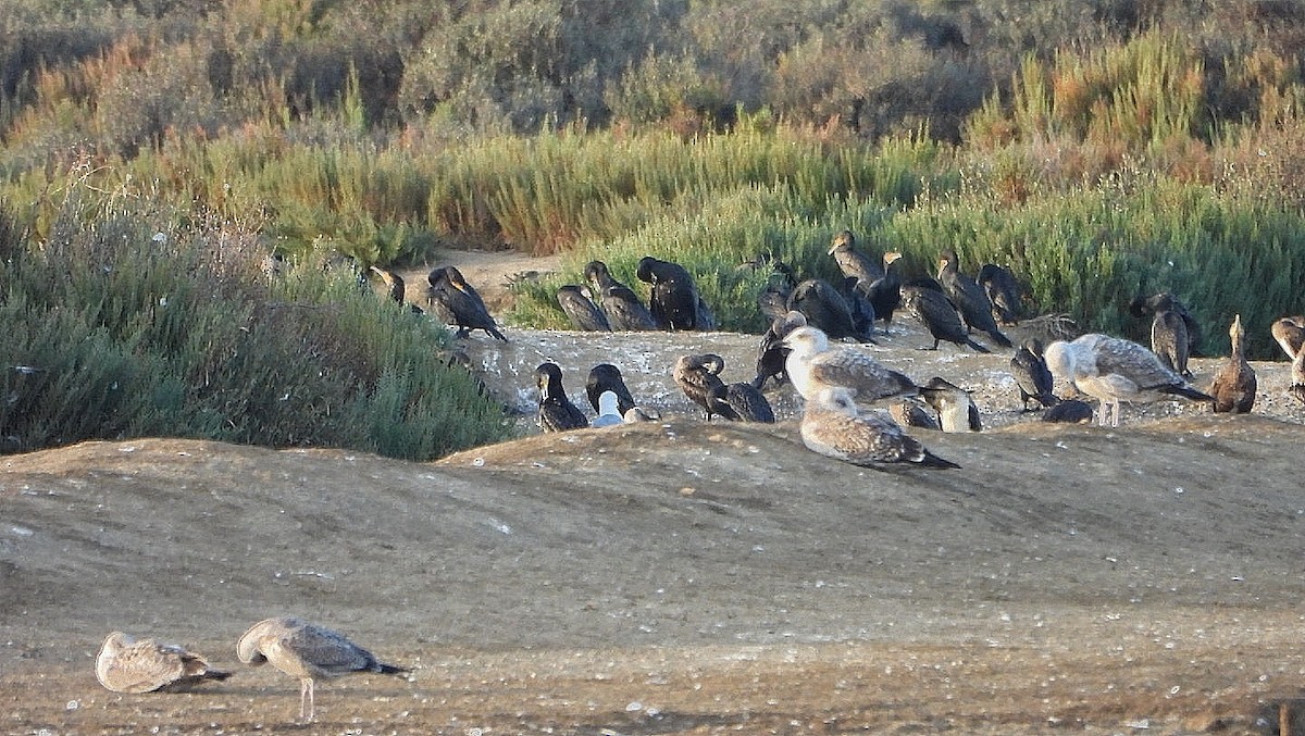 Great Cormorant - ML644090490