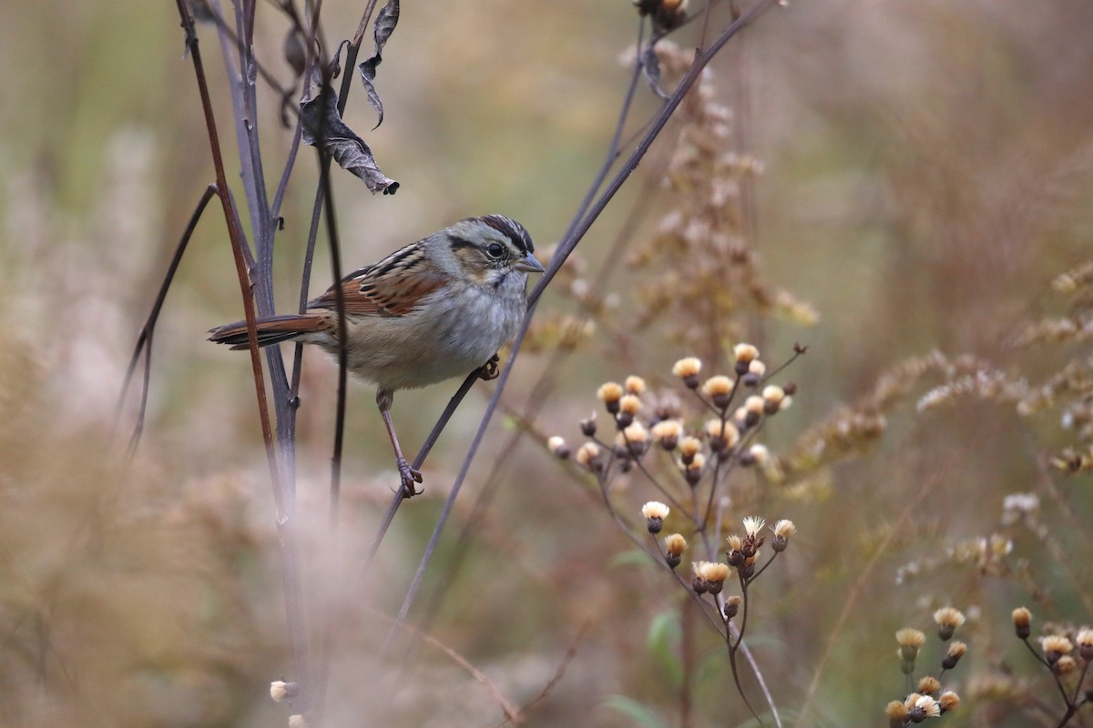 Swamp Sparrow - ML644090498