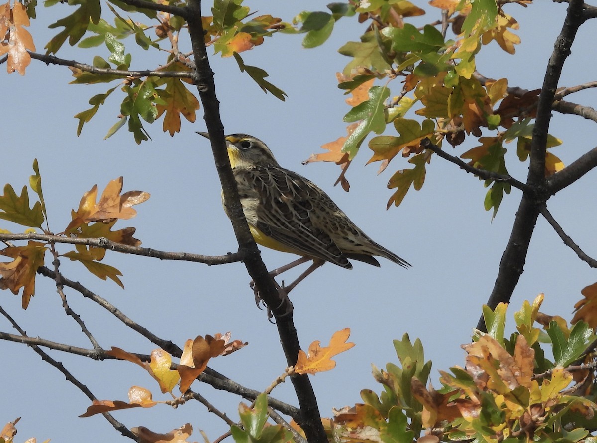 Western Meadowlark - ML644090503
