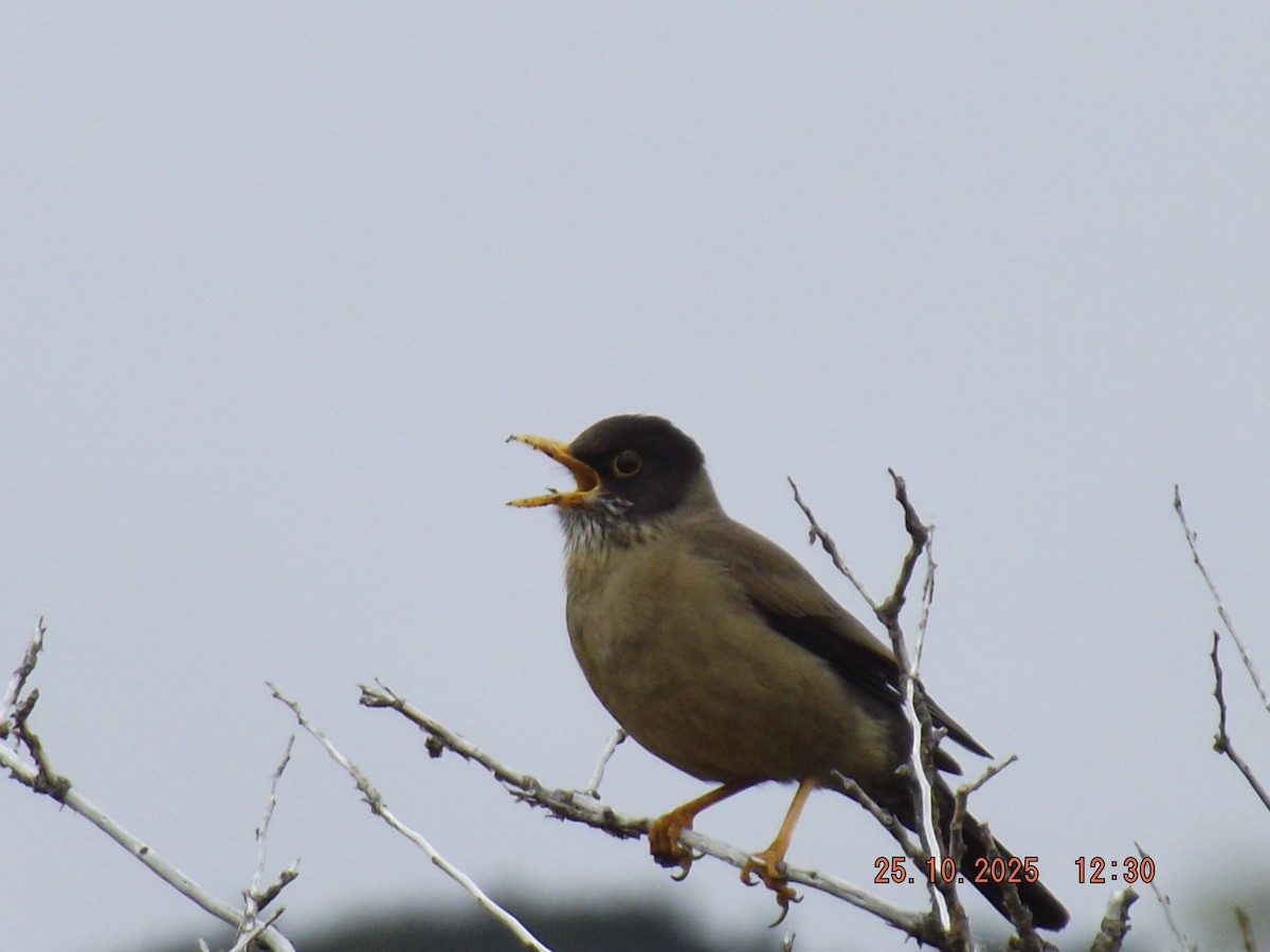Austral Thrush - ML644090504
