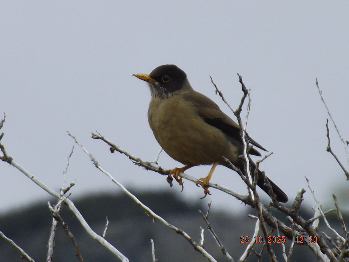 Austral Thrush - ML644090505