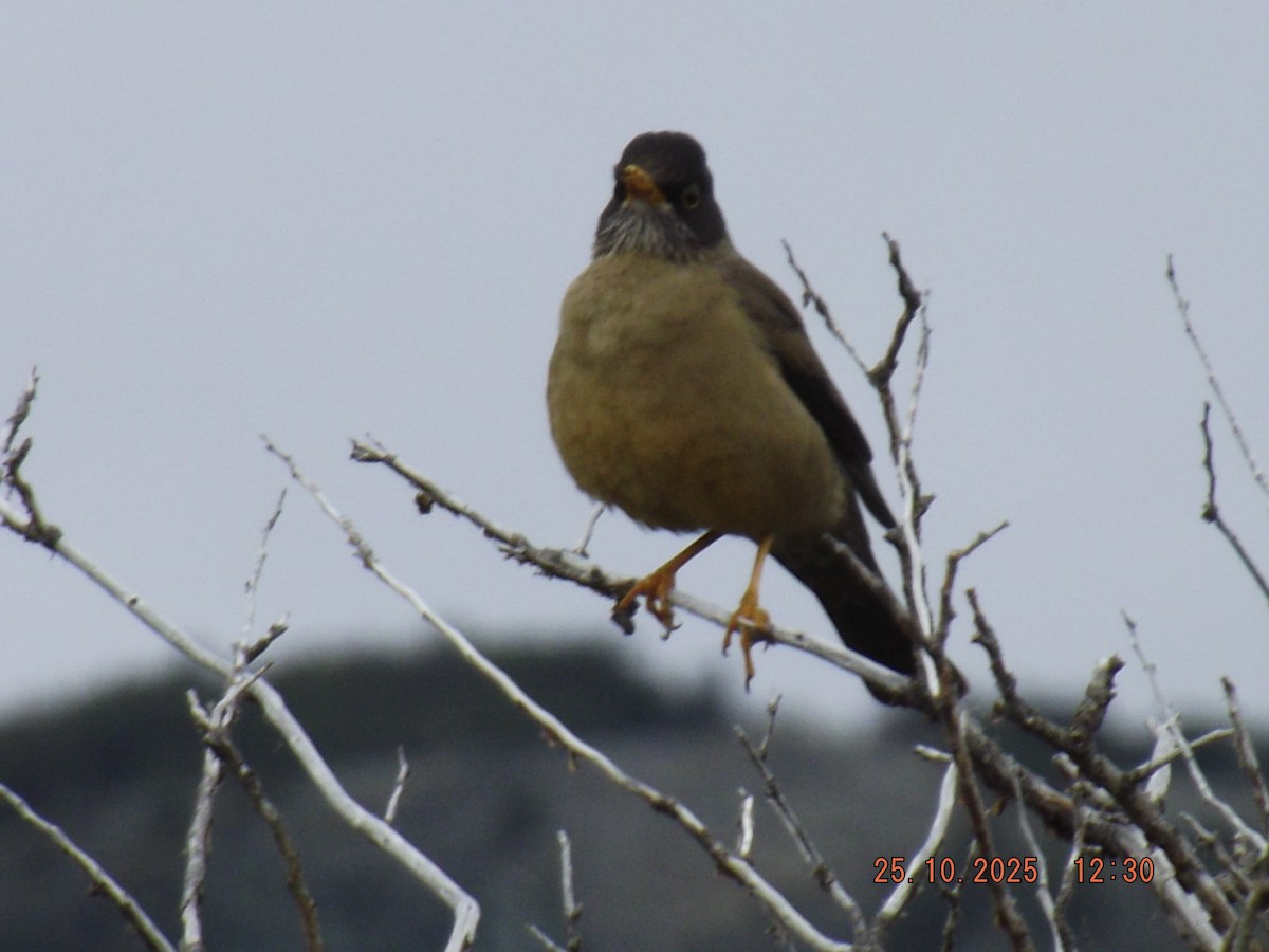 Austral Thrush - ML644090506