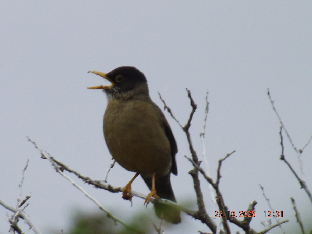 Austral Thrush - ML644090507