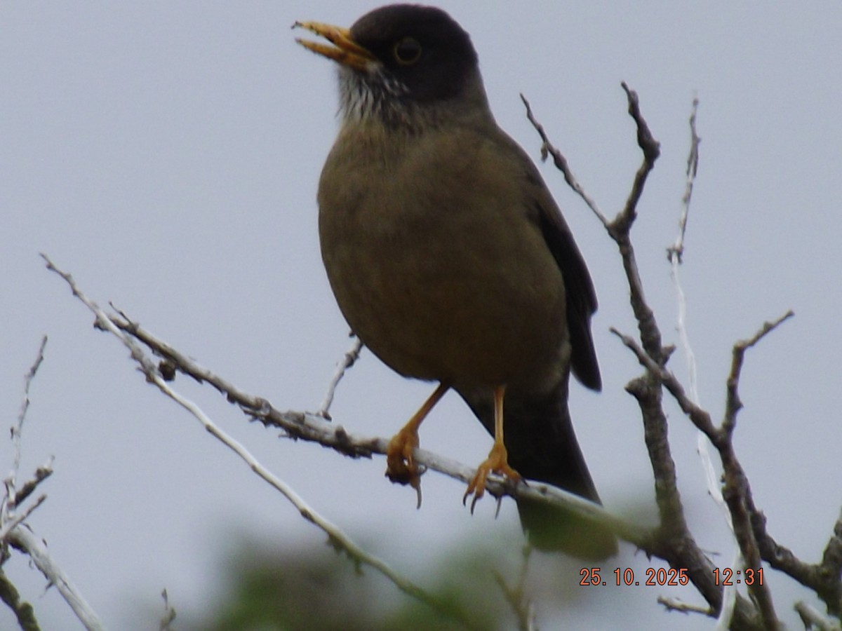 Austral Thrush - ML644090508