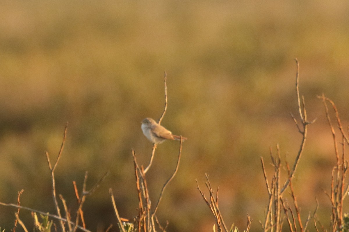 ørkensanger - ML644090512