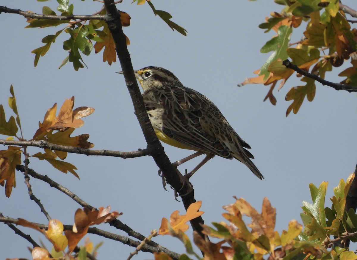 Western Meadowlark - ML644090518