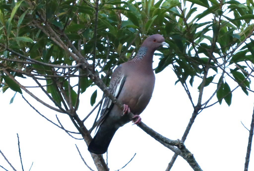 アカメバト - ML644090524
