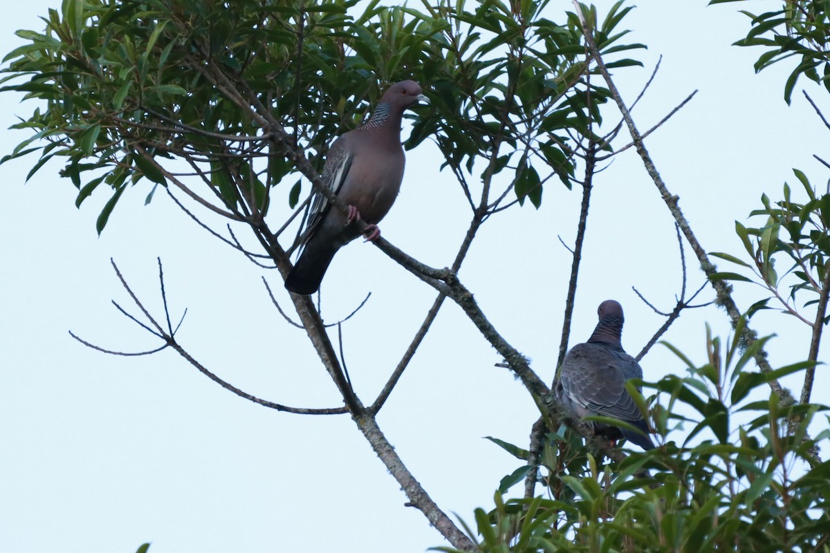 アカメバト - ML644090525