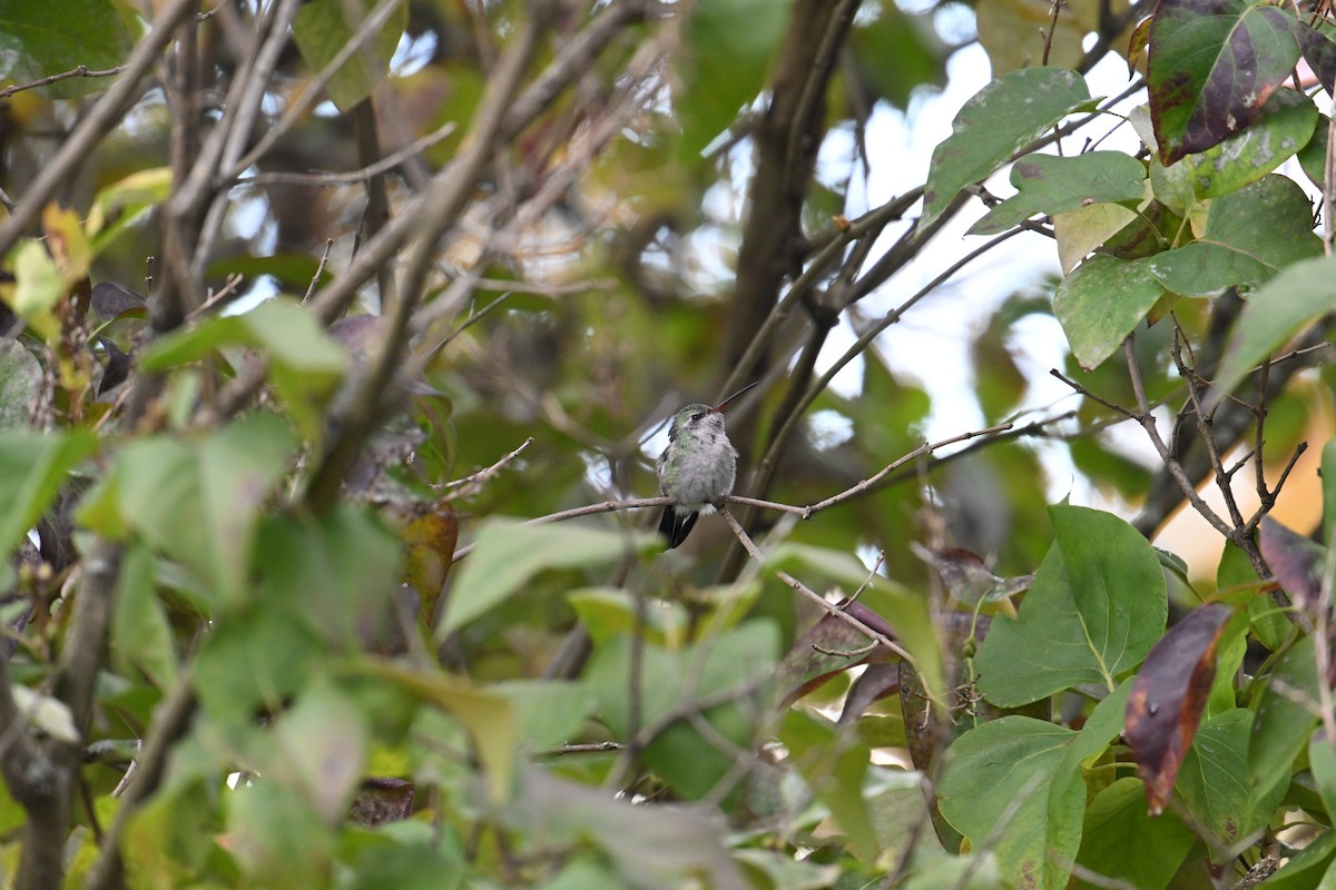 Broad-billed Hummingbird - ML644090527