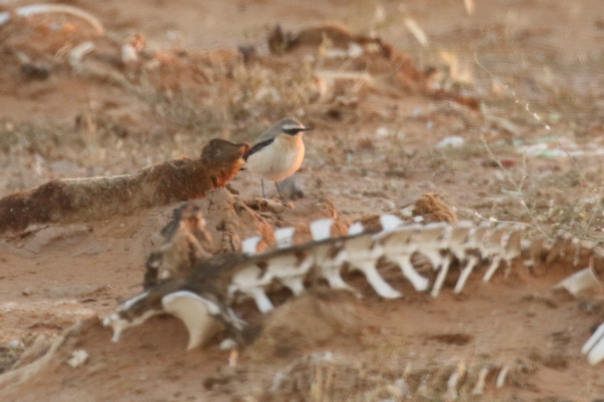 steinskvett - ML644090528