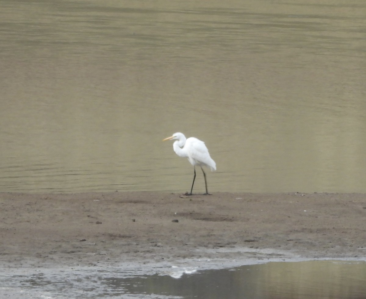 Great Egret - ML644090536