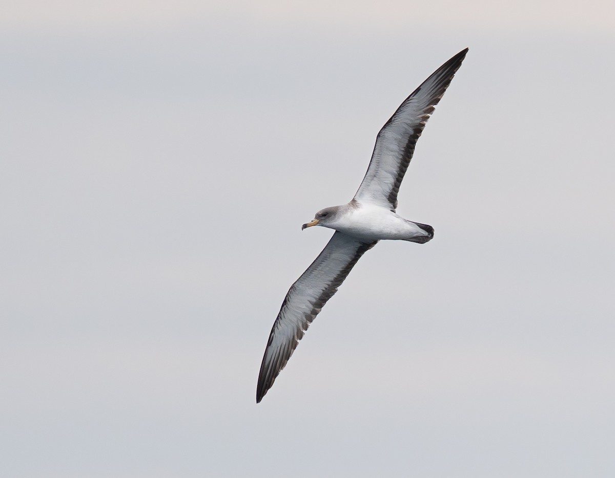 Scopoli's Shearwater - ML644090541