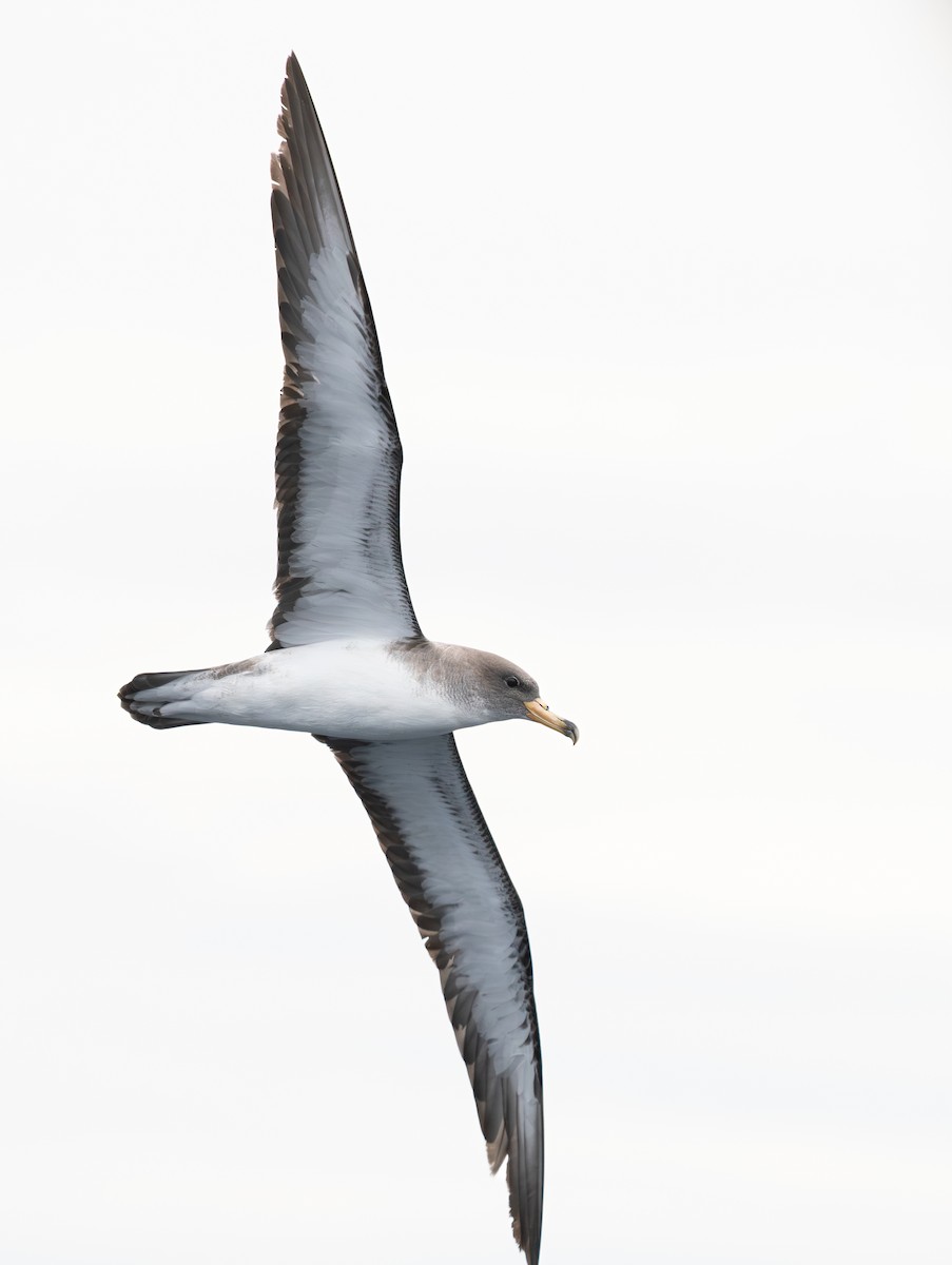 Scopoli's Shearwater - ML644090542