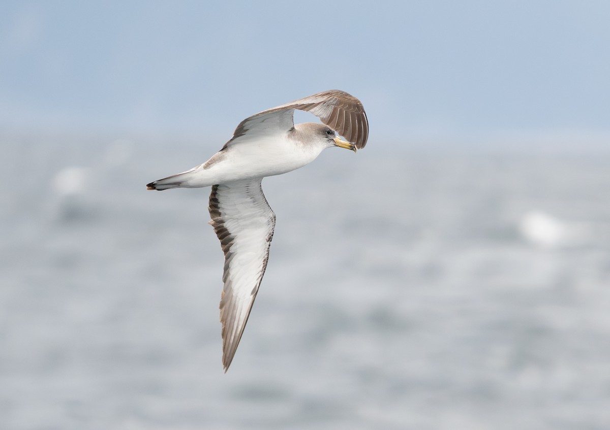 Scopoli's Shearwater - ML644090543