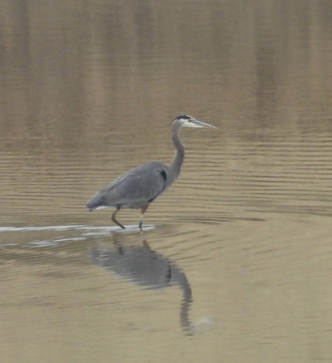 Great Blue Heron - ML644090546
