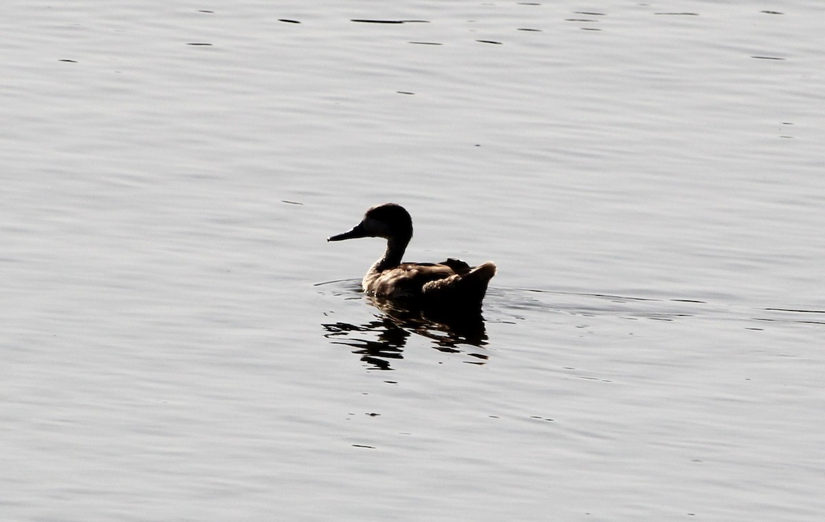 Marbled Duck - ML644090548