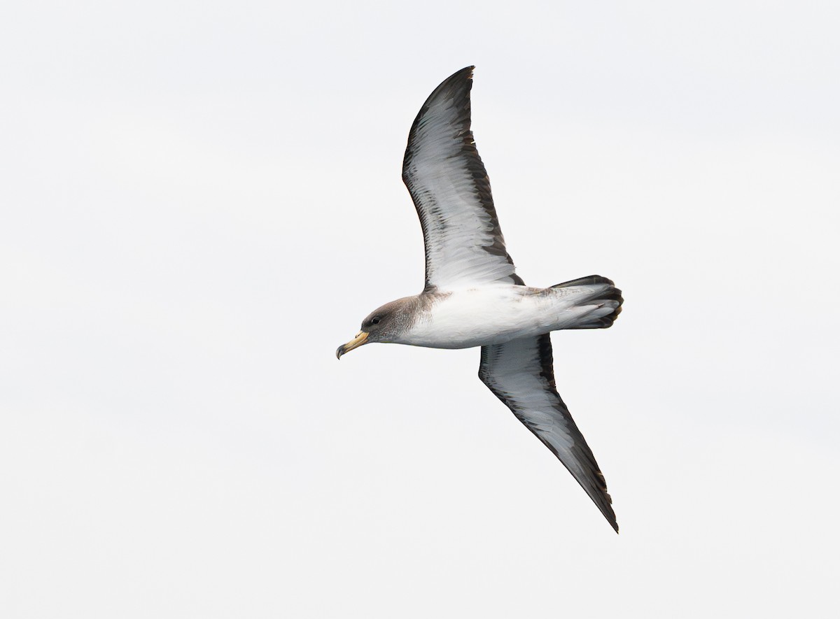 Berta maggiore/boreale - ML644090556