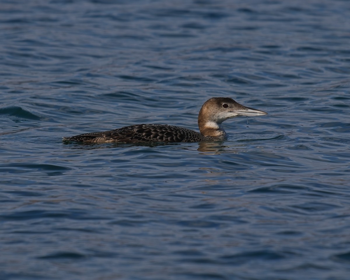 Common Loon - ML644090567