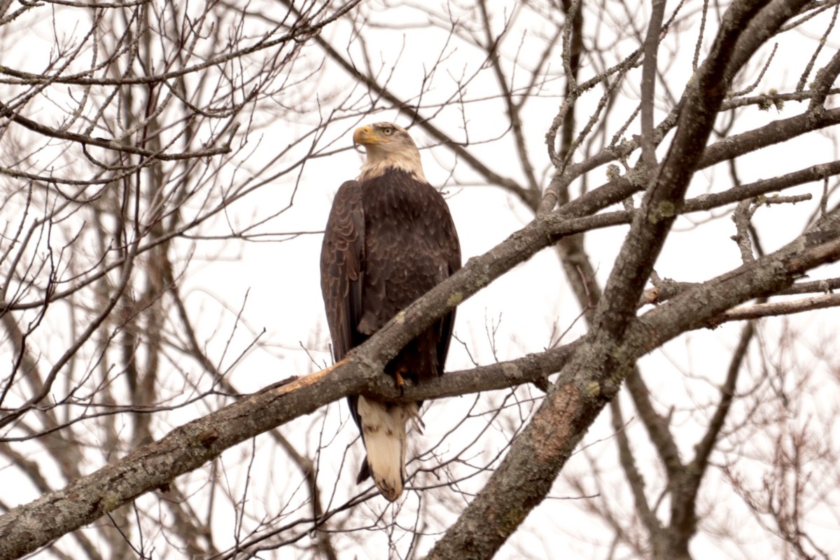 Bald Eagle - ML644090568