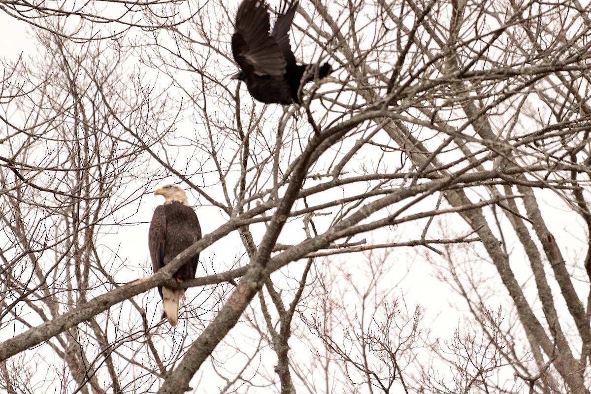 Bald Eagle - ML644090570