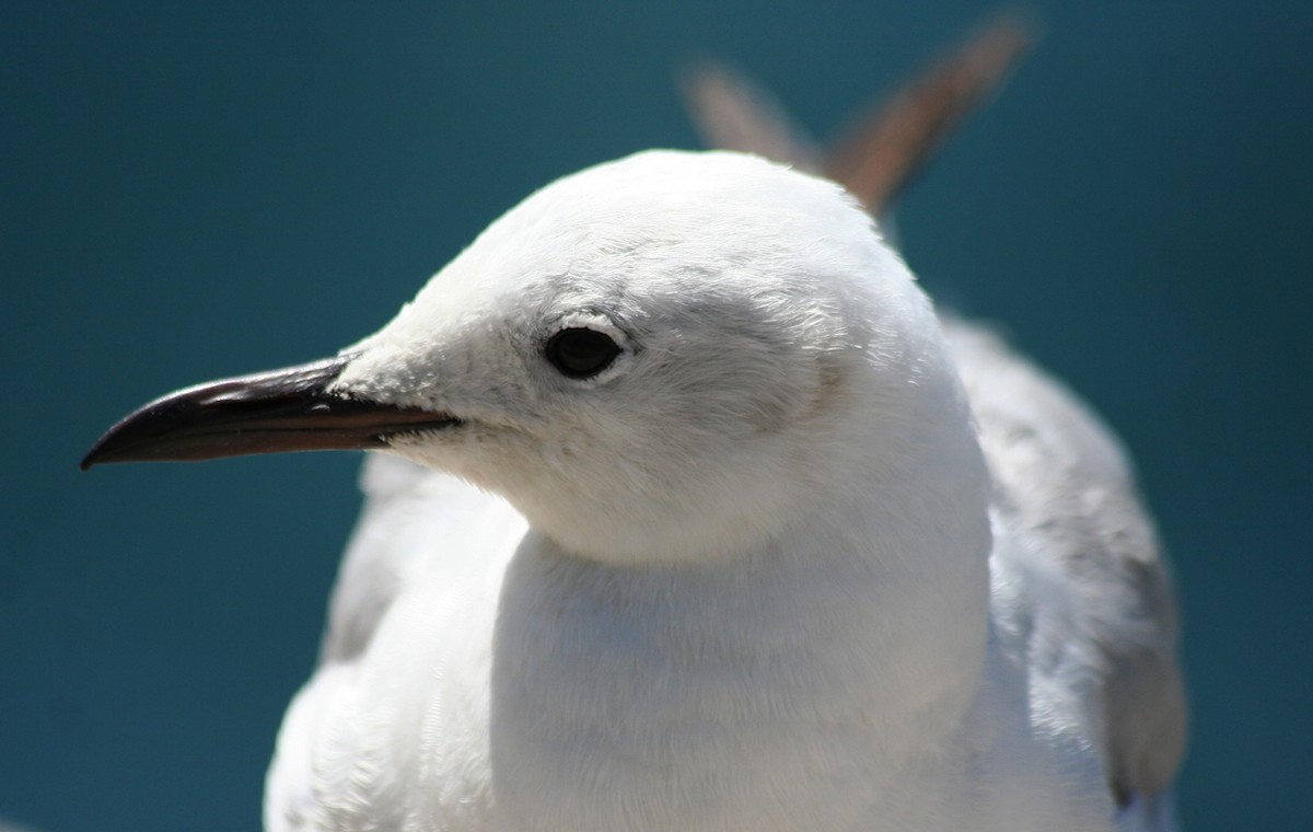 Hartlaub's Gull - ML644090580