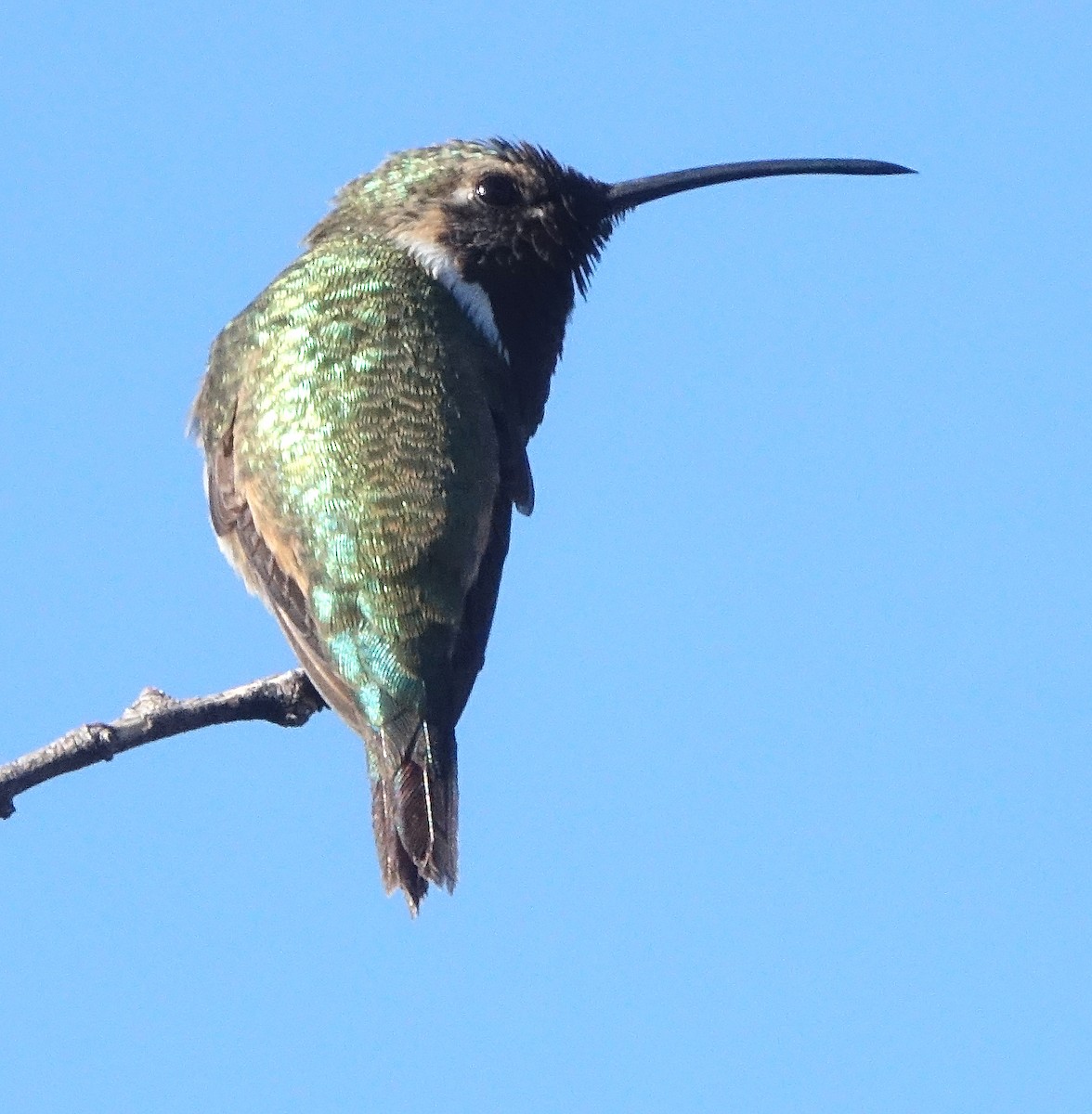 Colibri lucifer - ML644090582