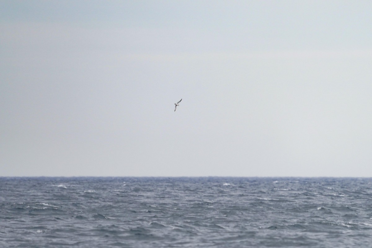 Manx Shearwater - ML644090592