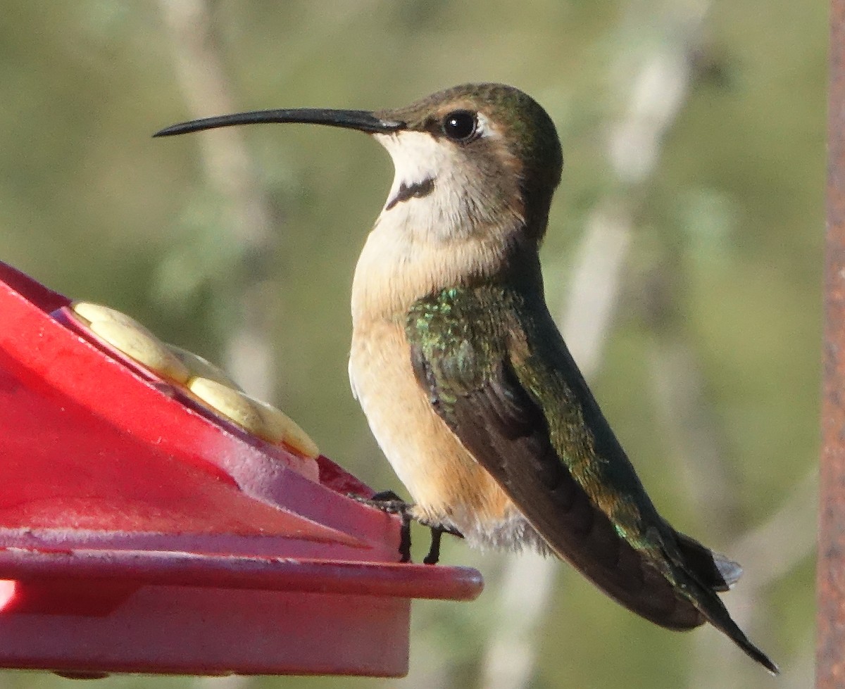 Colibri lucifer - ML644090596