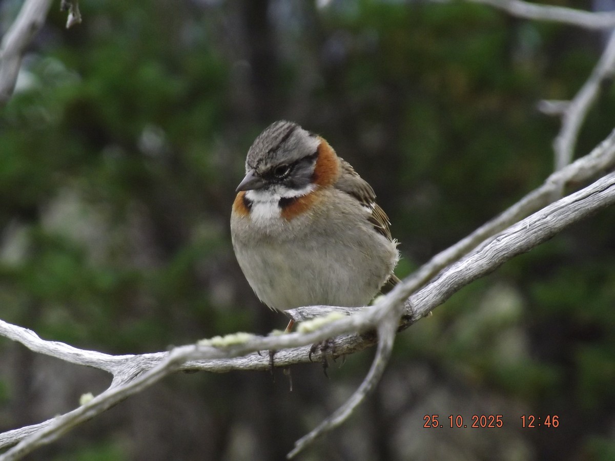 Rufous-collared Sparrow - ML644090612