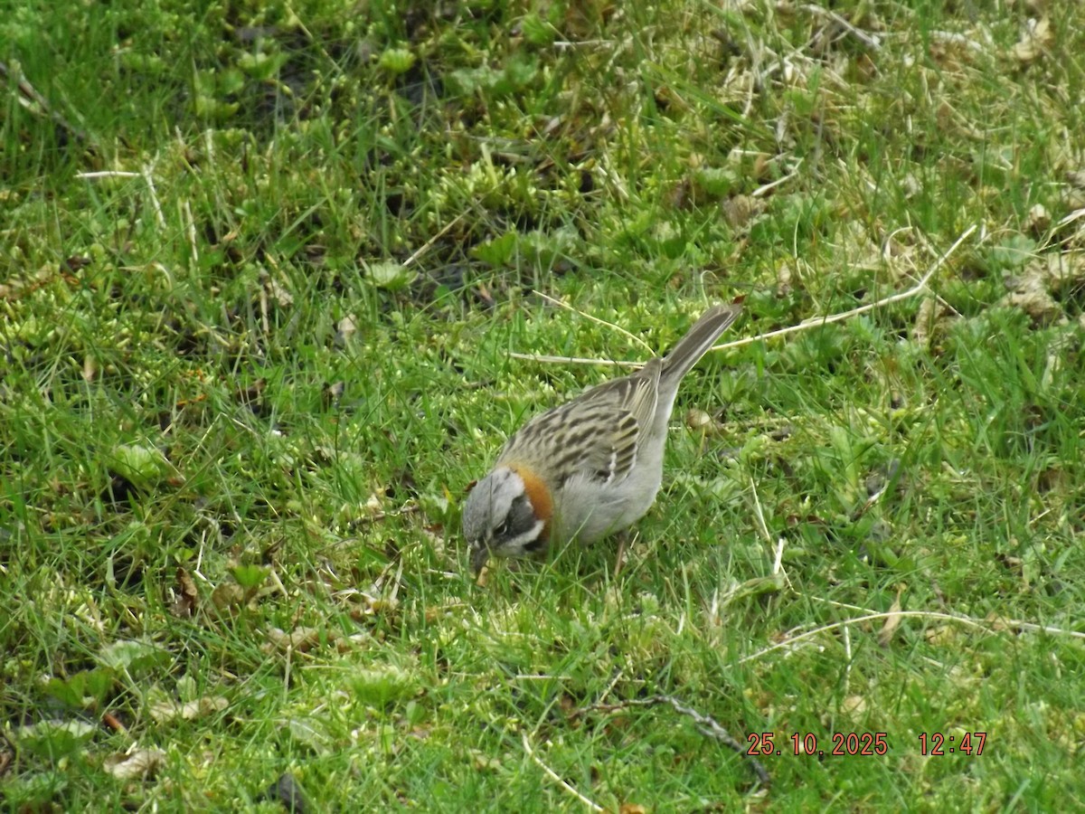 Rufous-collared Sparrow - ML644090613