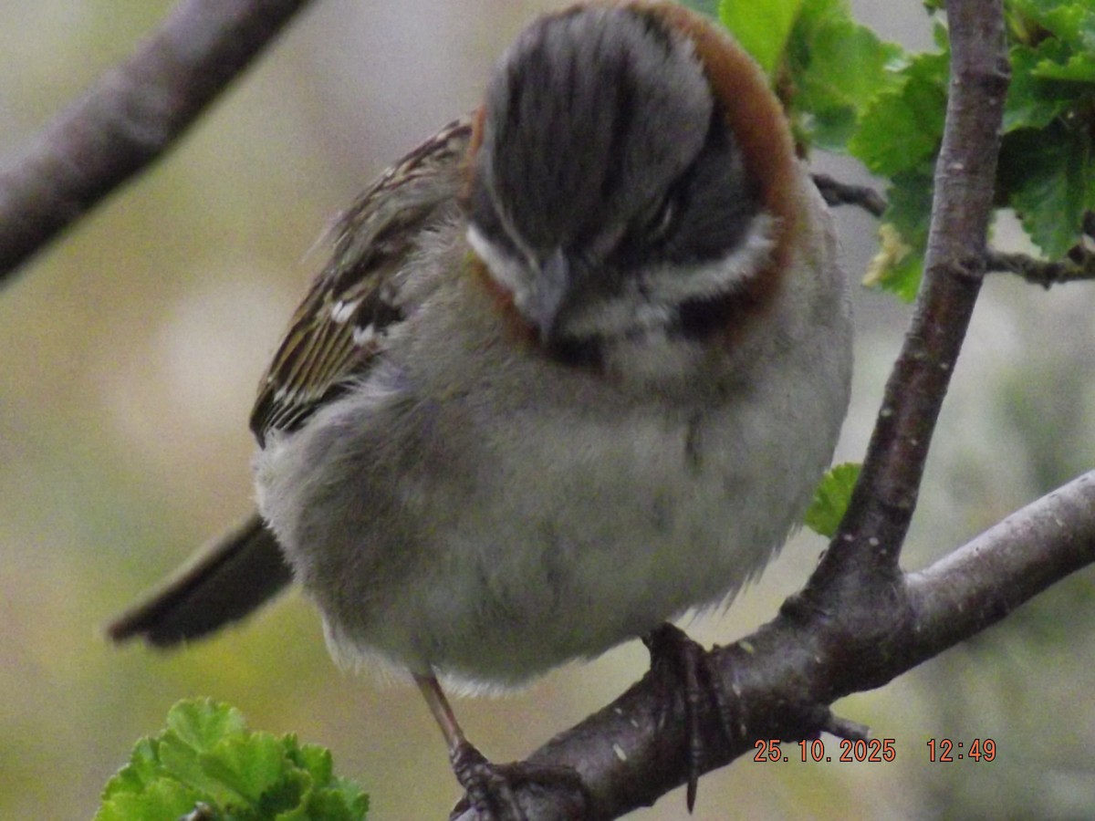 Rufous-collared Sparrow - ML644090615