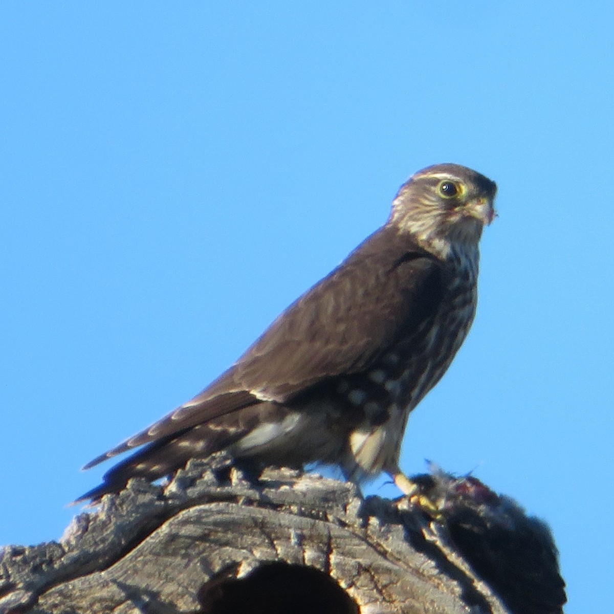 בז גמדי (צפון אמריקני) - ML644090634