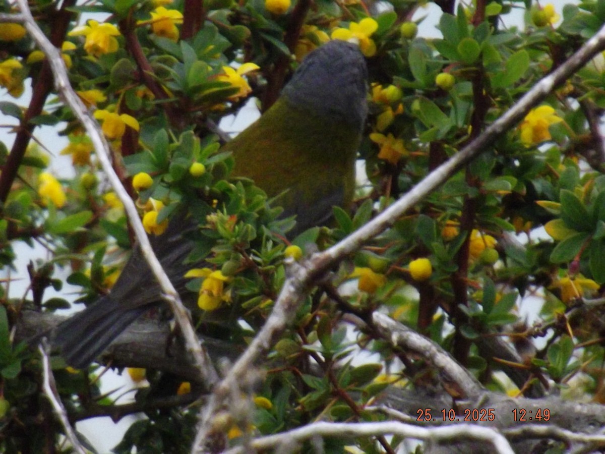 Patagonian Sierra Finch - ML644090641