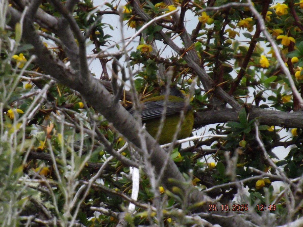 Patagonian Sierra Finch - ML644090642